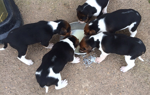 11 Wynnstay puppies