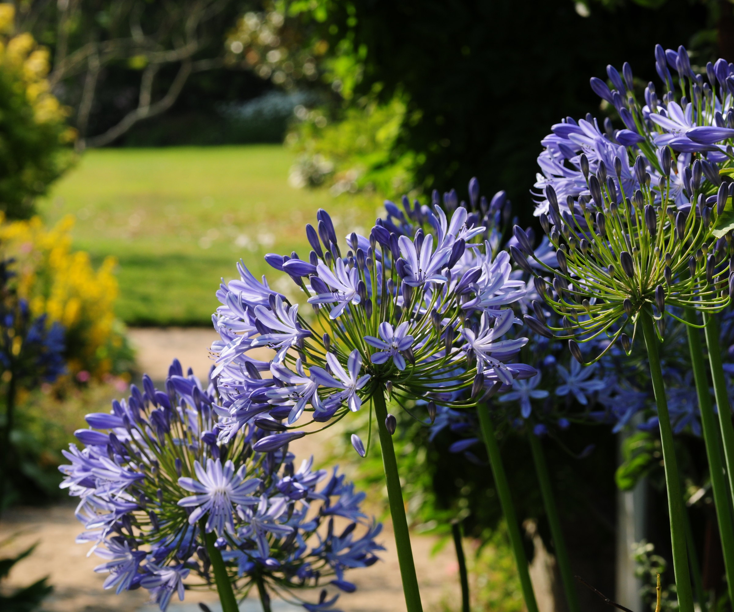 Blue flowers of agapanthus in a sunny garden