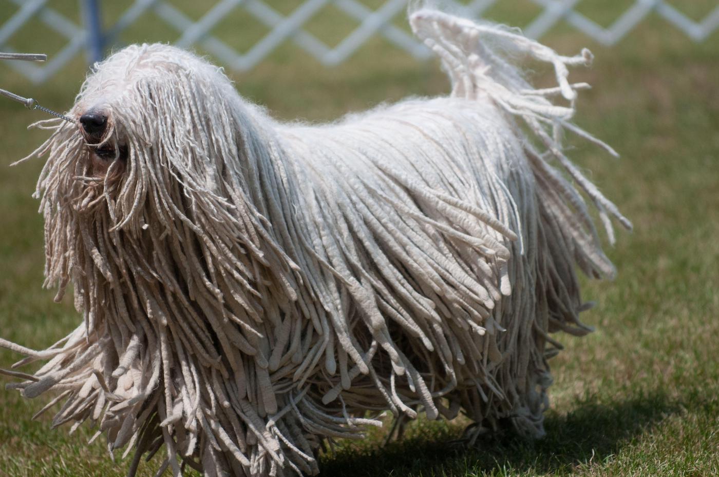 Komondor dog breed with corded coat that doesn't shed