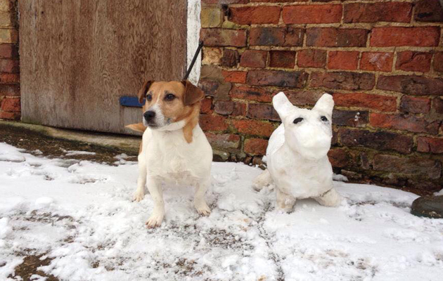 horses in the snow