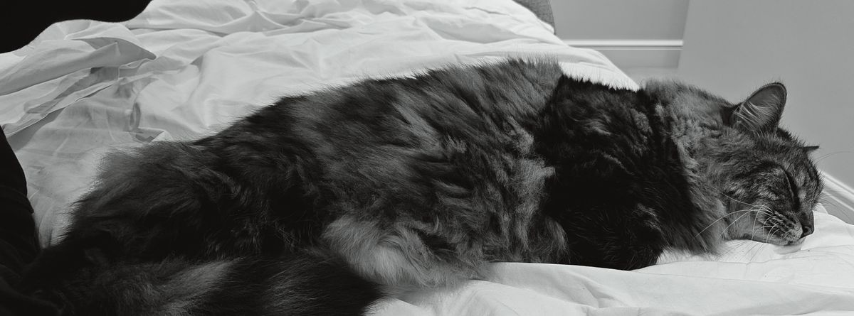 A photo taken on the OnePlus 11