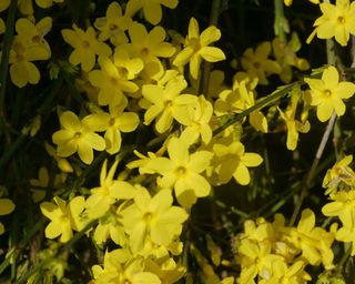 small yellow flowers on a winter jasmine shrub