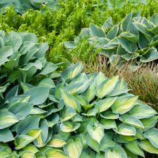 Types of hosta in garden