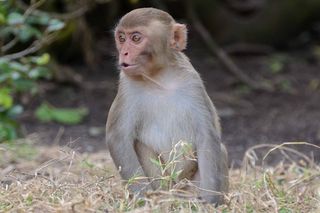 Macaque monkey, facial recognition