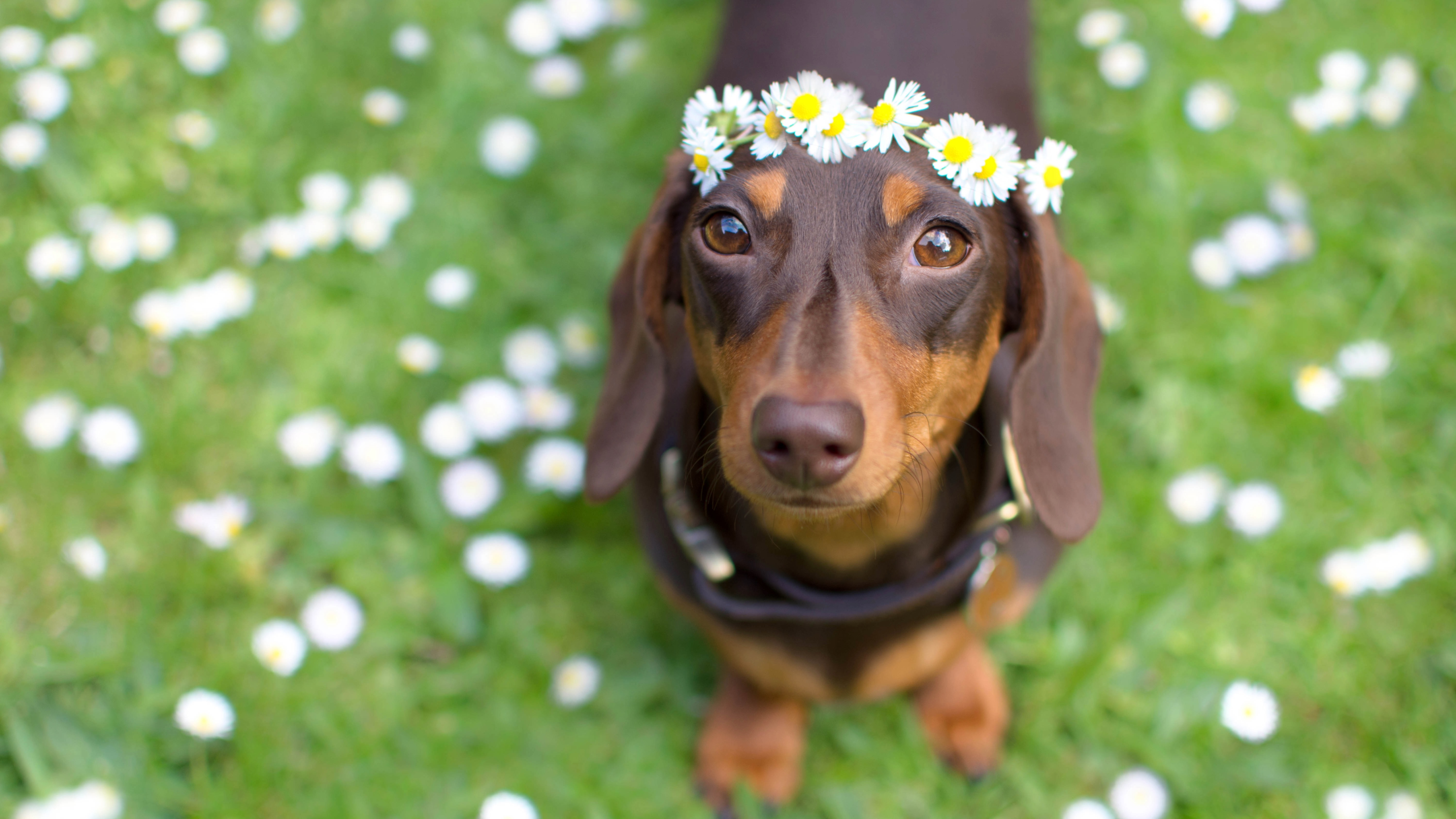 Dachshund