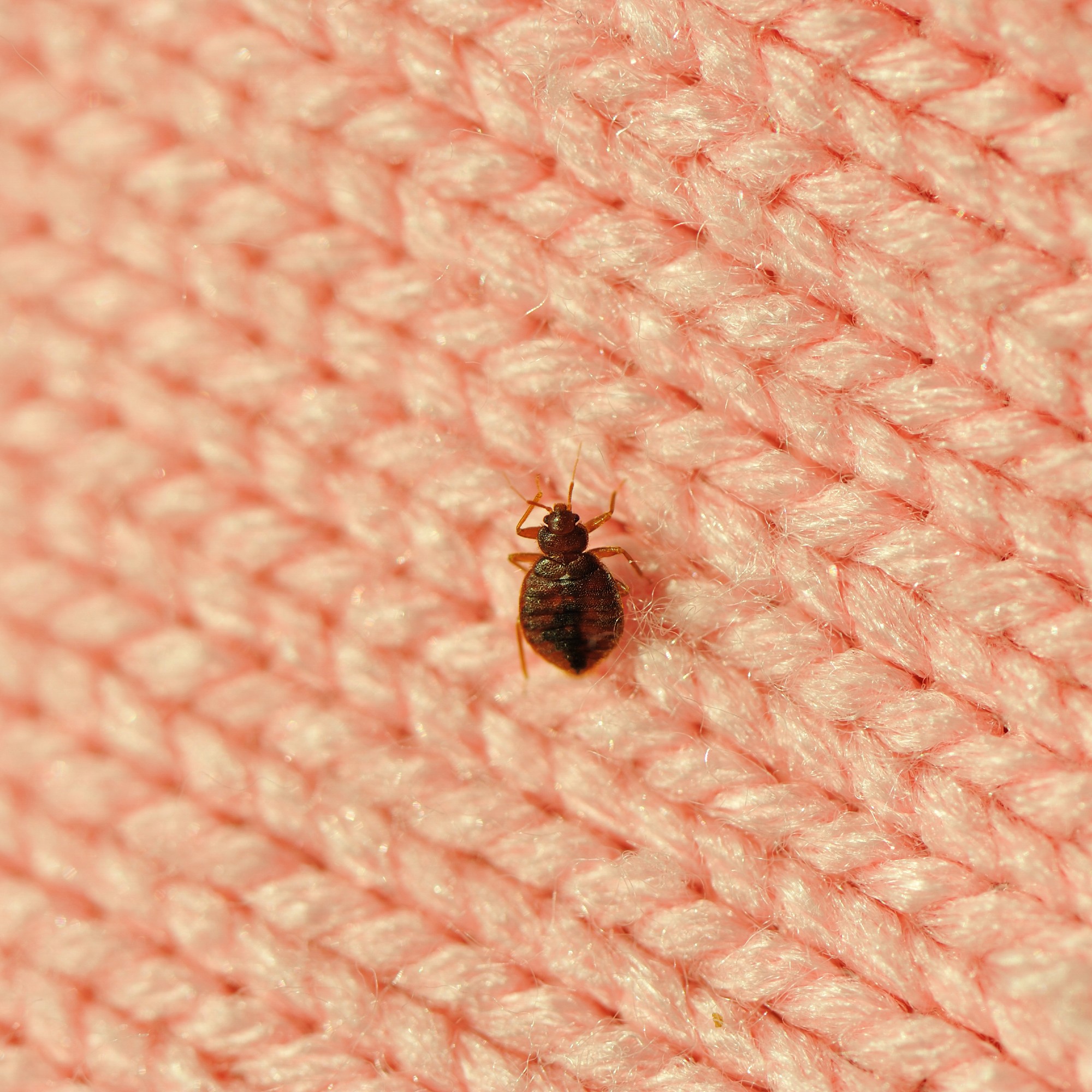 These Are The 5 Signs Of Bed Bugs In Your Home Ideal Home