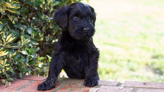 black miniature schnauzer puppy climbing a step in the yard