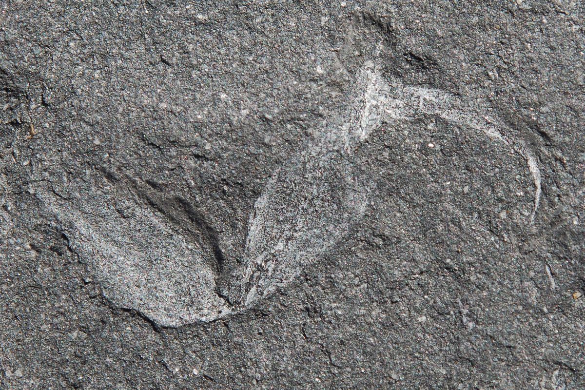 scorpion fossil