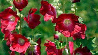 Deep red hollyhocks in flower