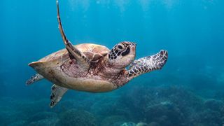 Sea turtle swimming in the ocean