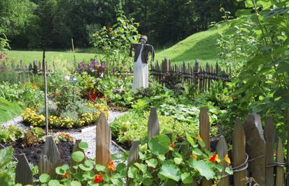 Large Vegetable Garden With Rock Paths And A Scarecrow
