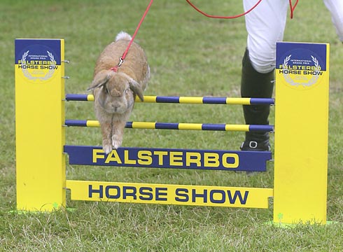 James Davenport enjoy rabbit jumping at Falsterbo