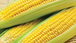 how to grow sweet corn: variety Conqueror