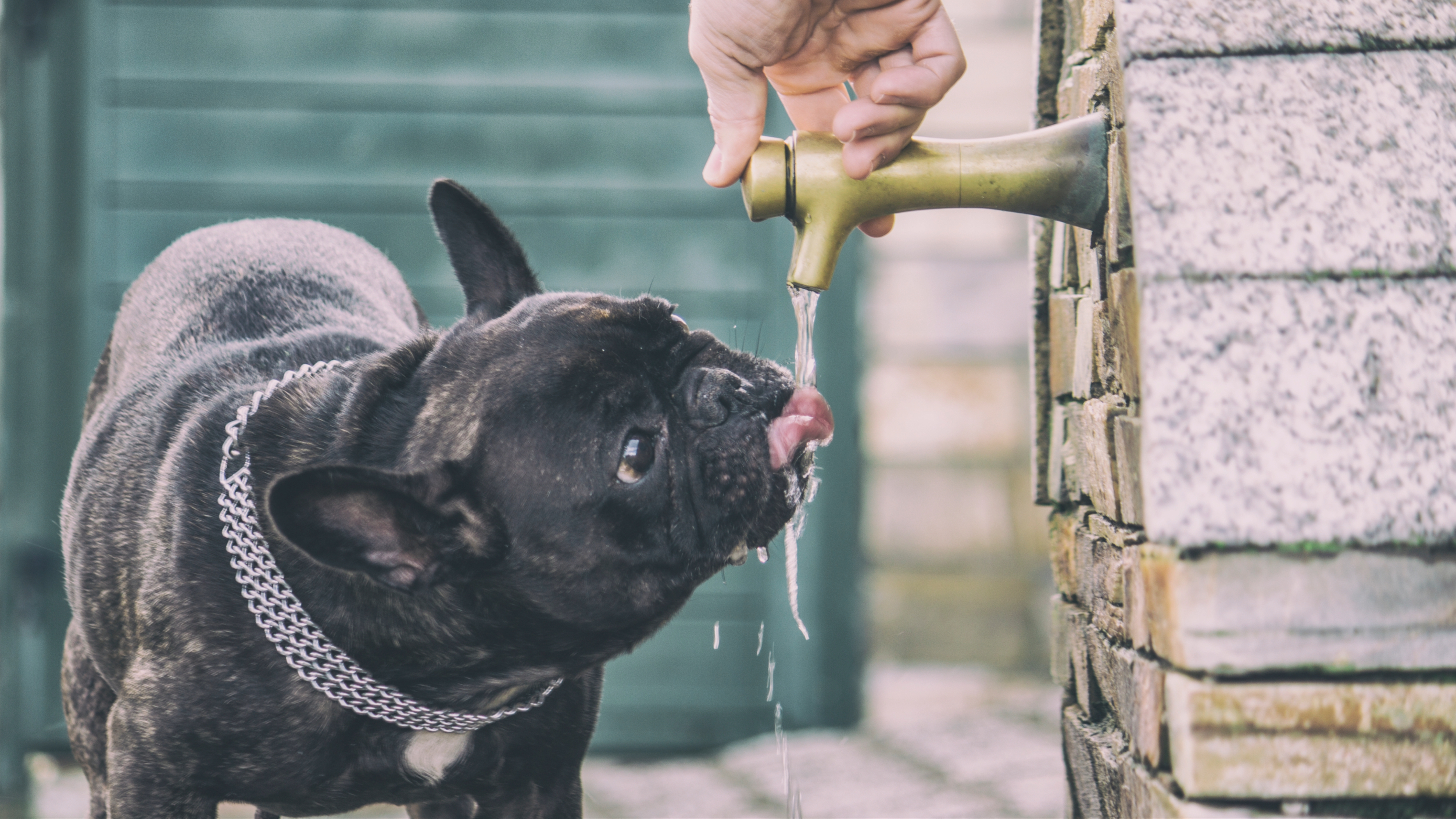 French Bulldog drinking water