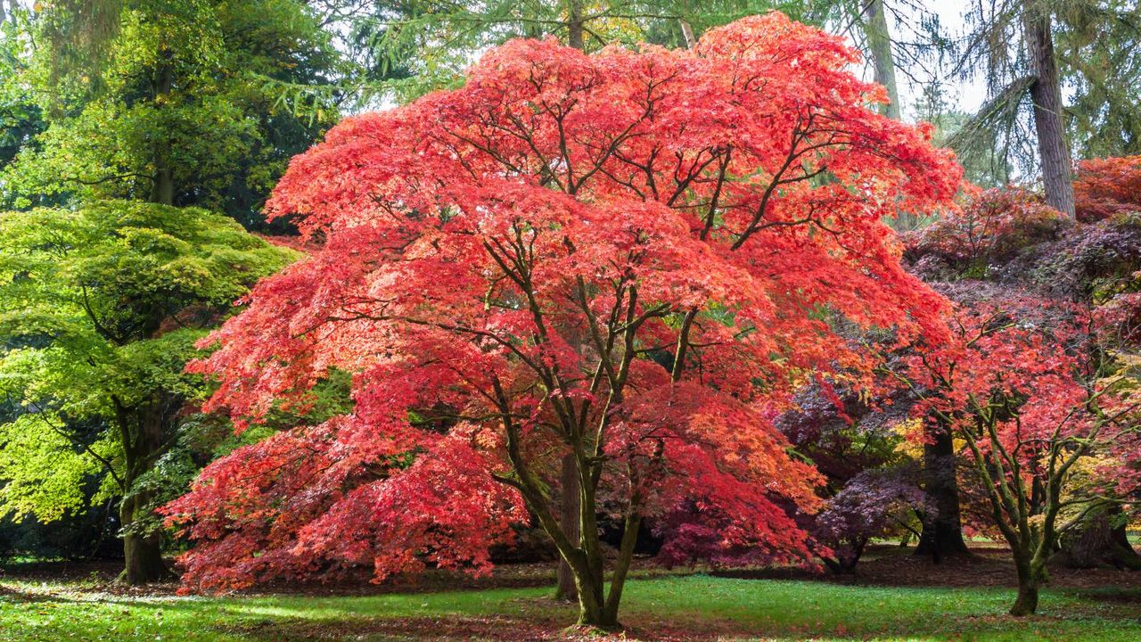 Red, orange and brown leaves adorn this Japanese Maple at Westonbirt, the National Arboretum. The tree sits in a park surrounded by coppery acers, beech and pine trees.