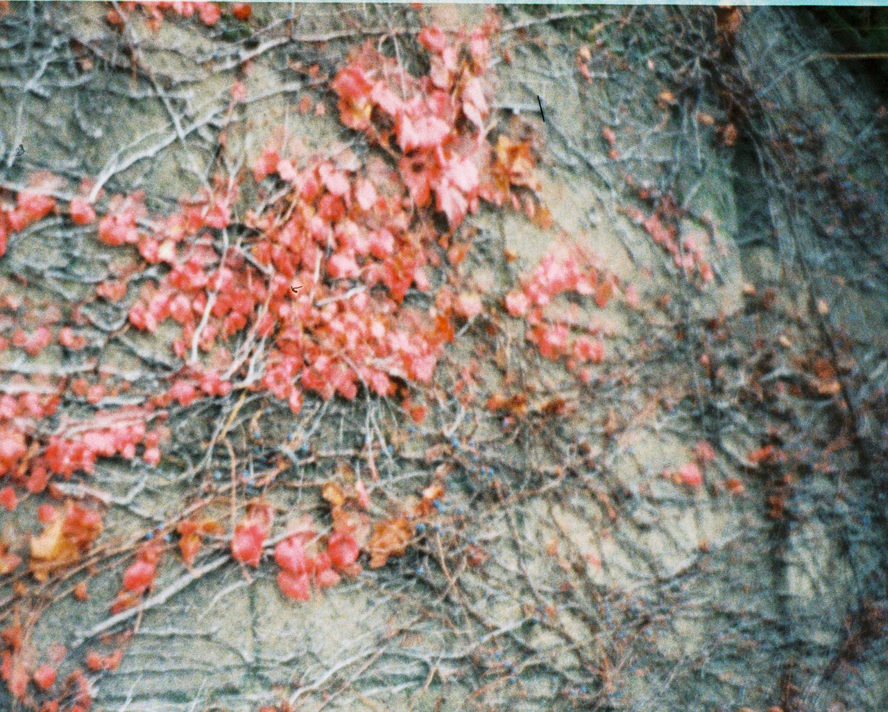 A photo of red ivy leaves crawling up a wall, taken on a Lomography Lomomatic 110 film camera