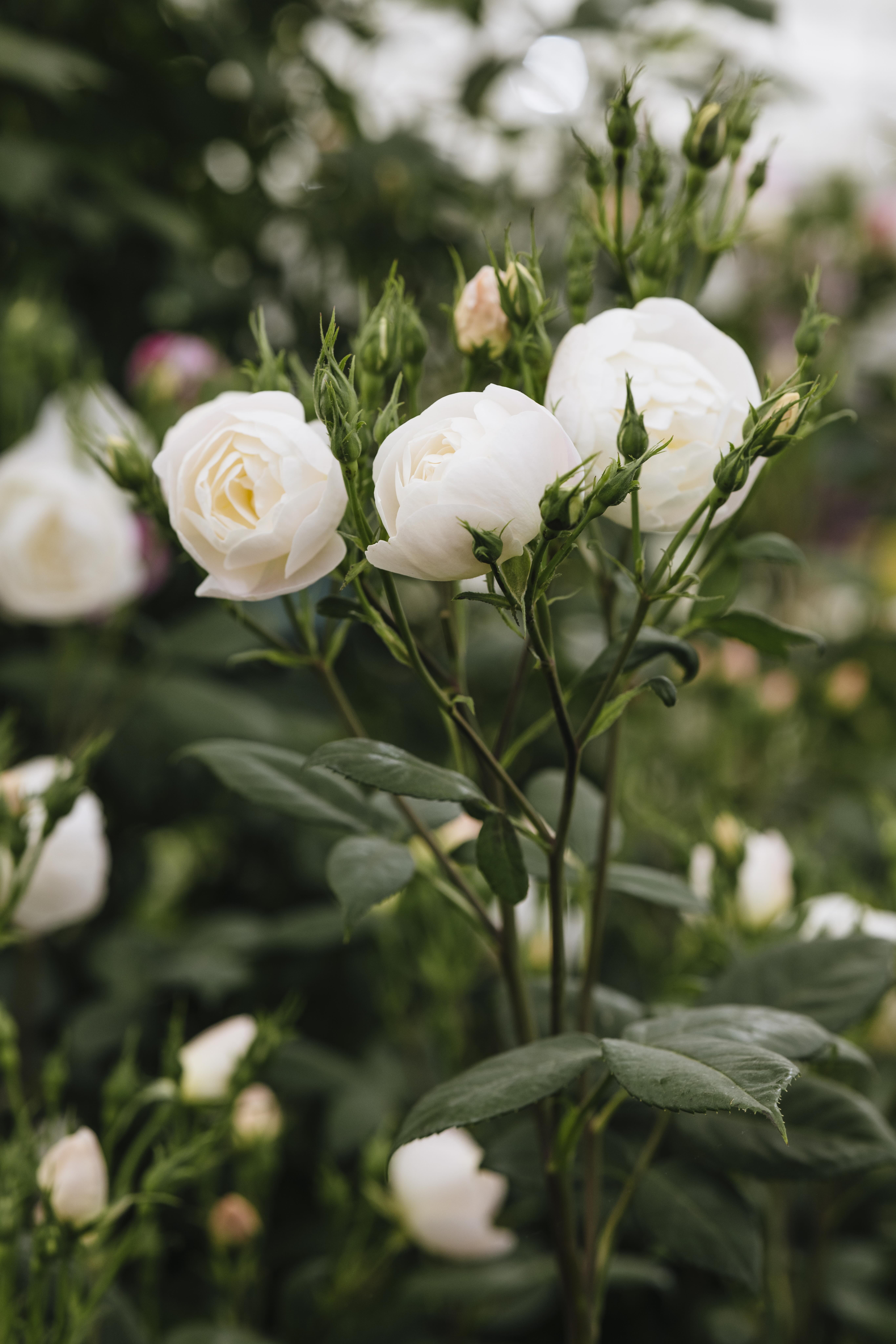 A close up of the creamy David Beckham Rose