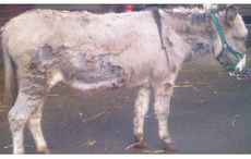 donkey stabbed