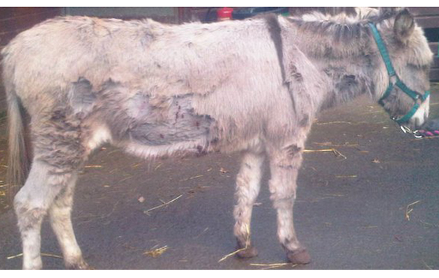 donkey stabbed