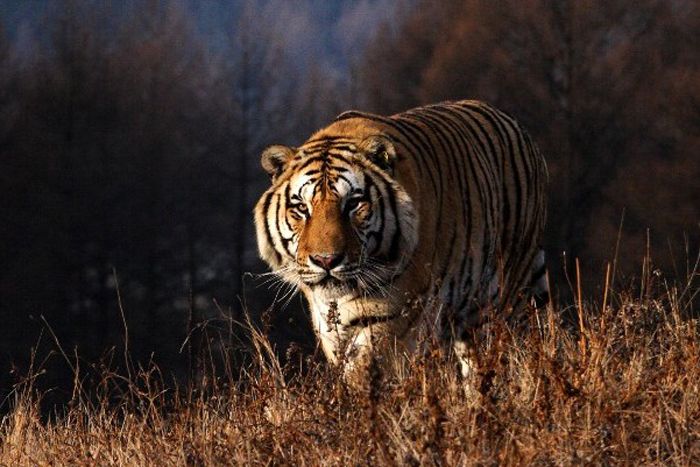 conservation, WCS, Wildlife Conservation Society, amur tigers