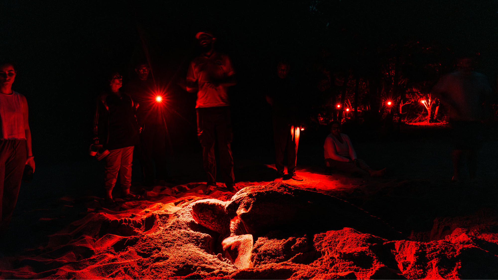 Turtle in the dark on the beach