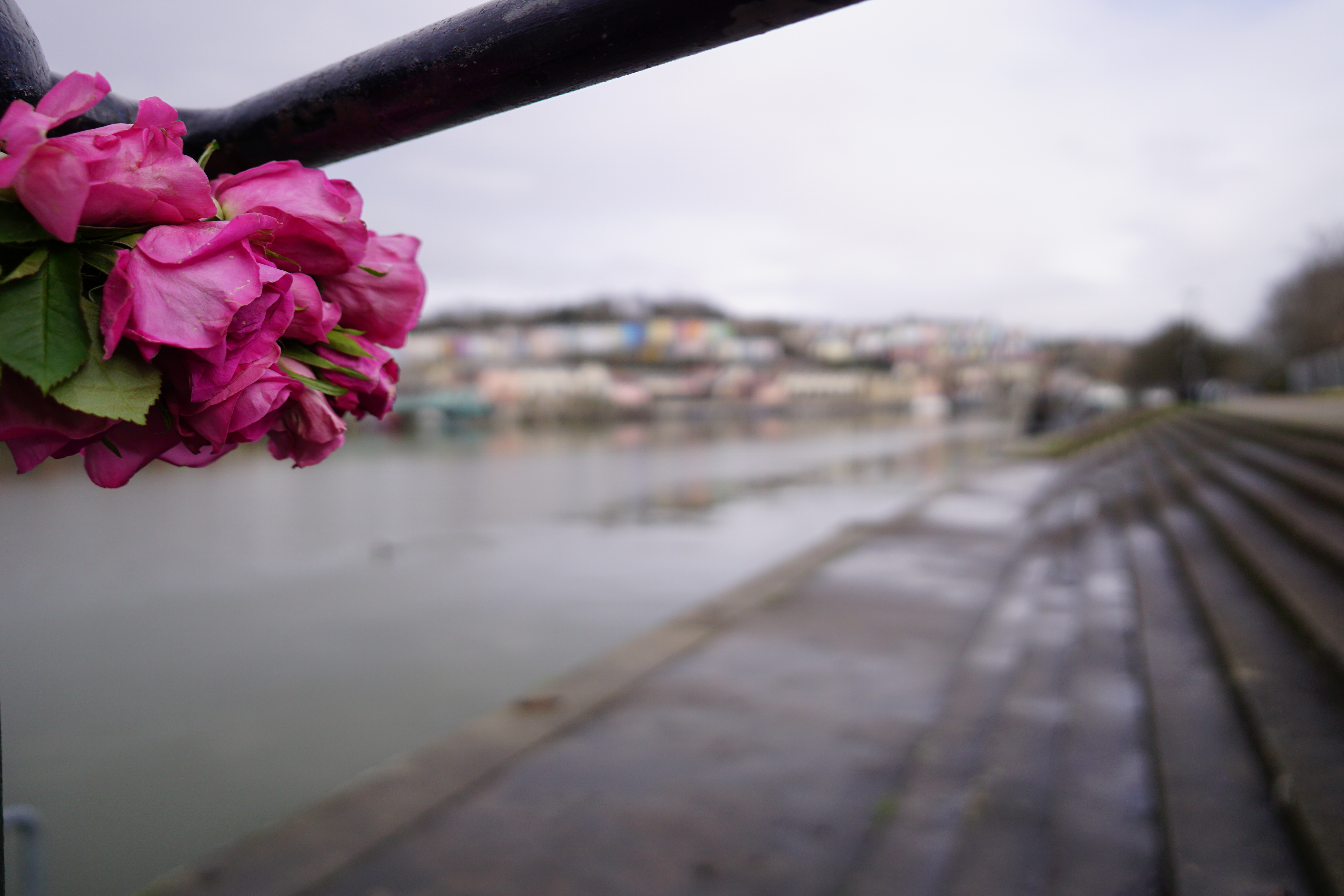 Sigma 15mm f/1.4 DC | C sample image