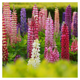 A bunch of colorful lupine flowers