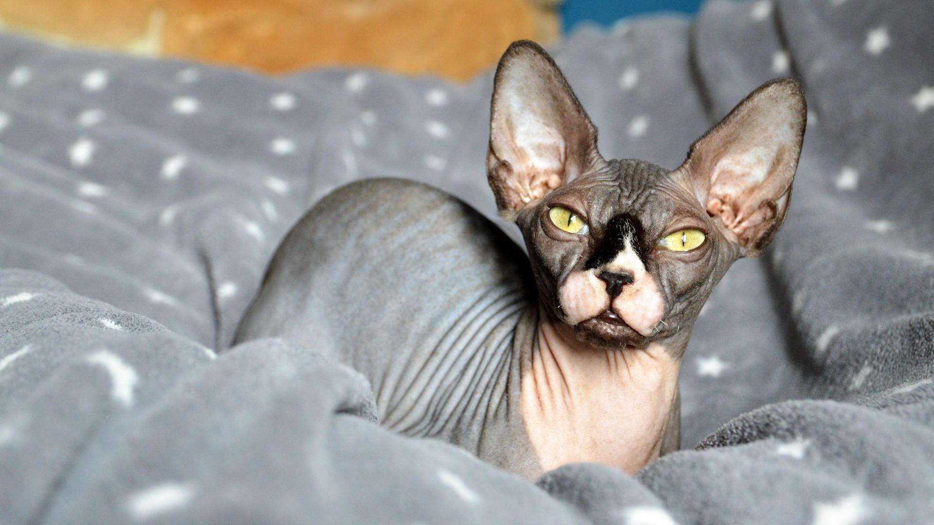 sphynx cat in bed