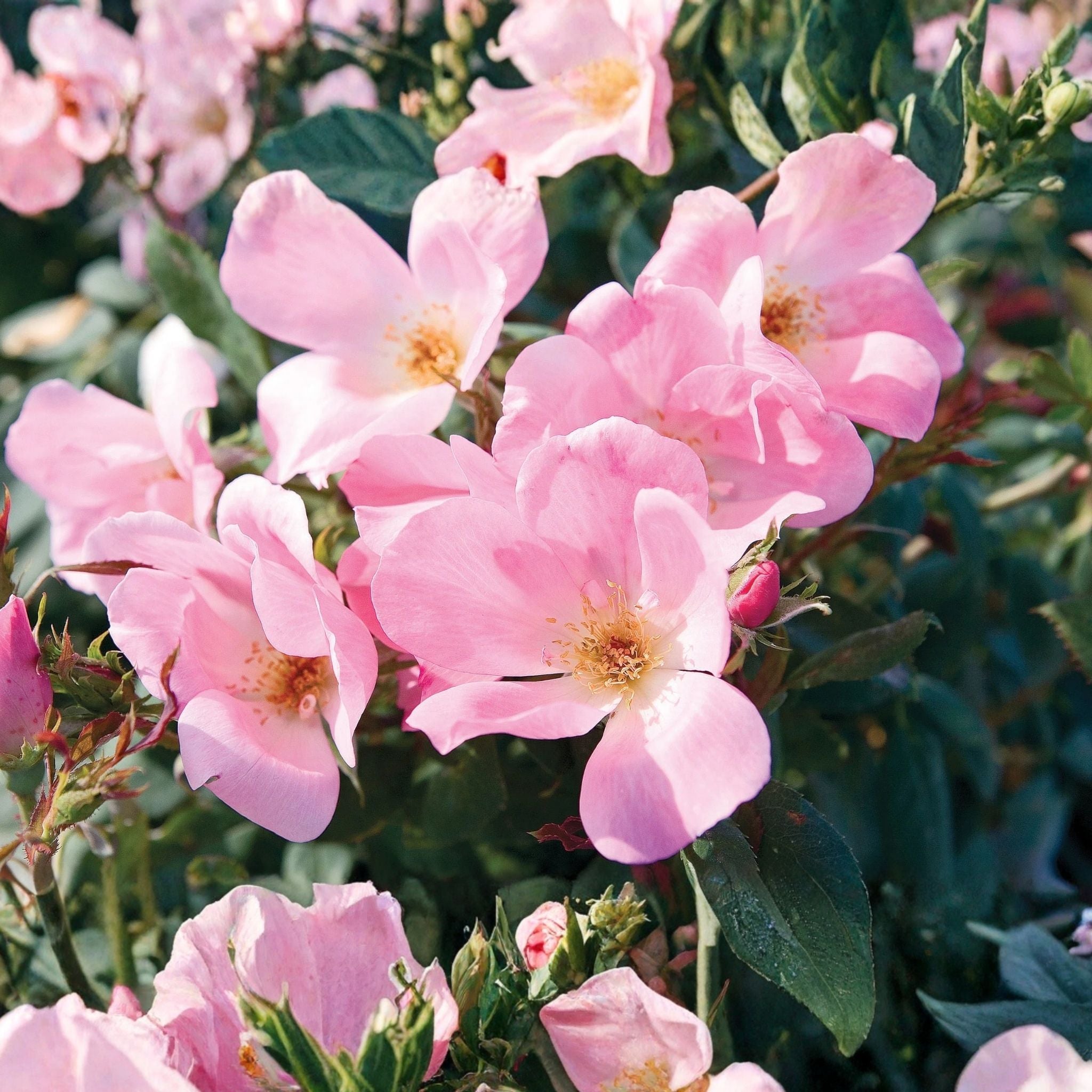 Blushing Knock Out&amp;reg; Shrub Rose