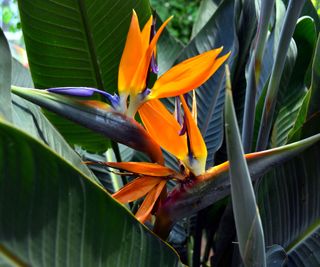 bird of paradise plant in flower