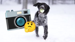 A dog running with a tennis ball with an emoji of a camera and a puzzled face