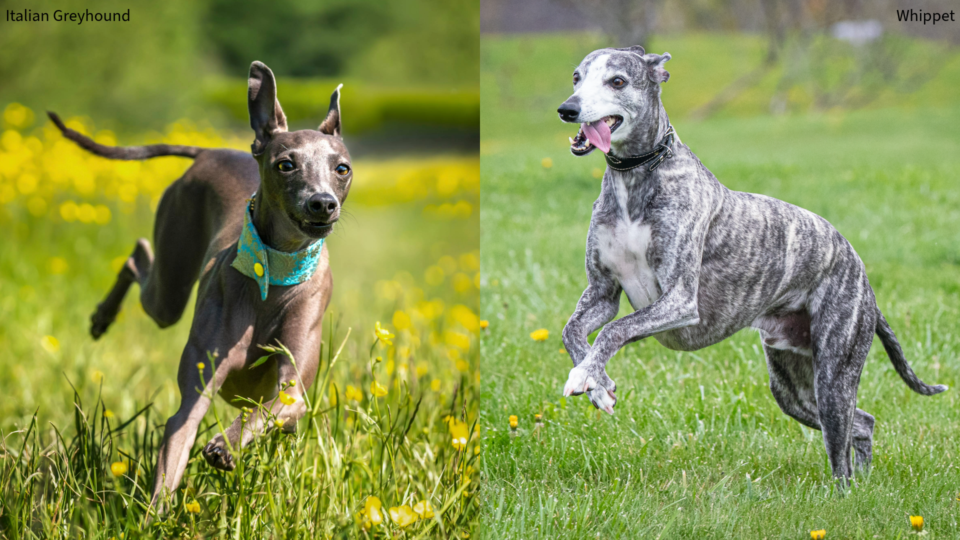 Collage of an Italian Greyhound running in a yellow flowery field and a whippet jumping and running on a grassy field