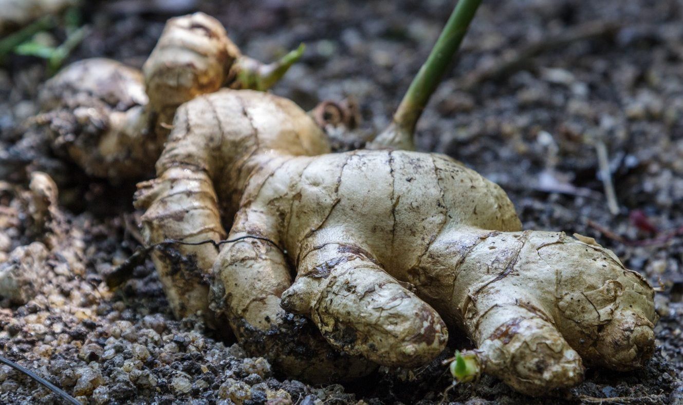 【7inch】Ginger Root pcdGZk8DPwm3WvJZMHc5NK-1329-80.jpg