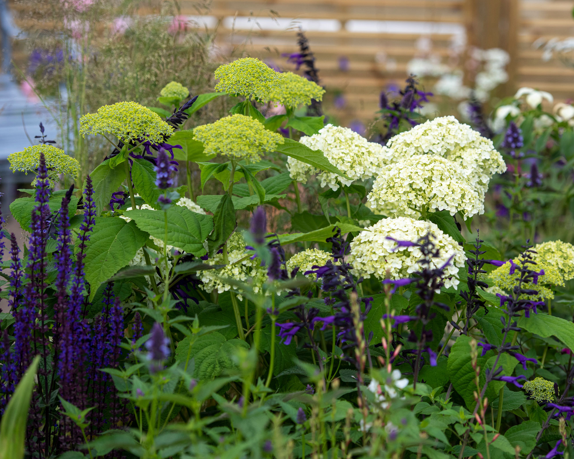 white hydrangea and purple salvia in a flowerbed planting design