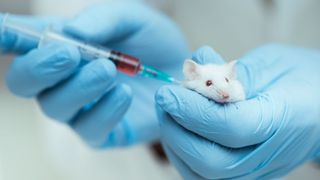 Laboratuvar faresini tutan ve ona enjeksiyon yapan eldivenli ellerin yakın çekimi