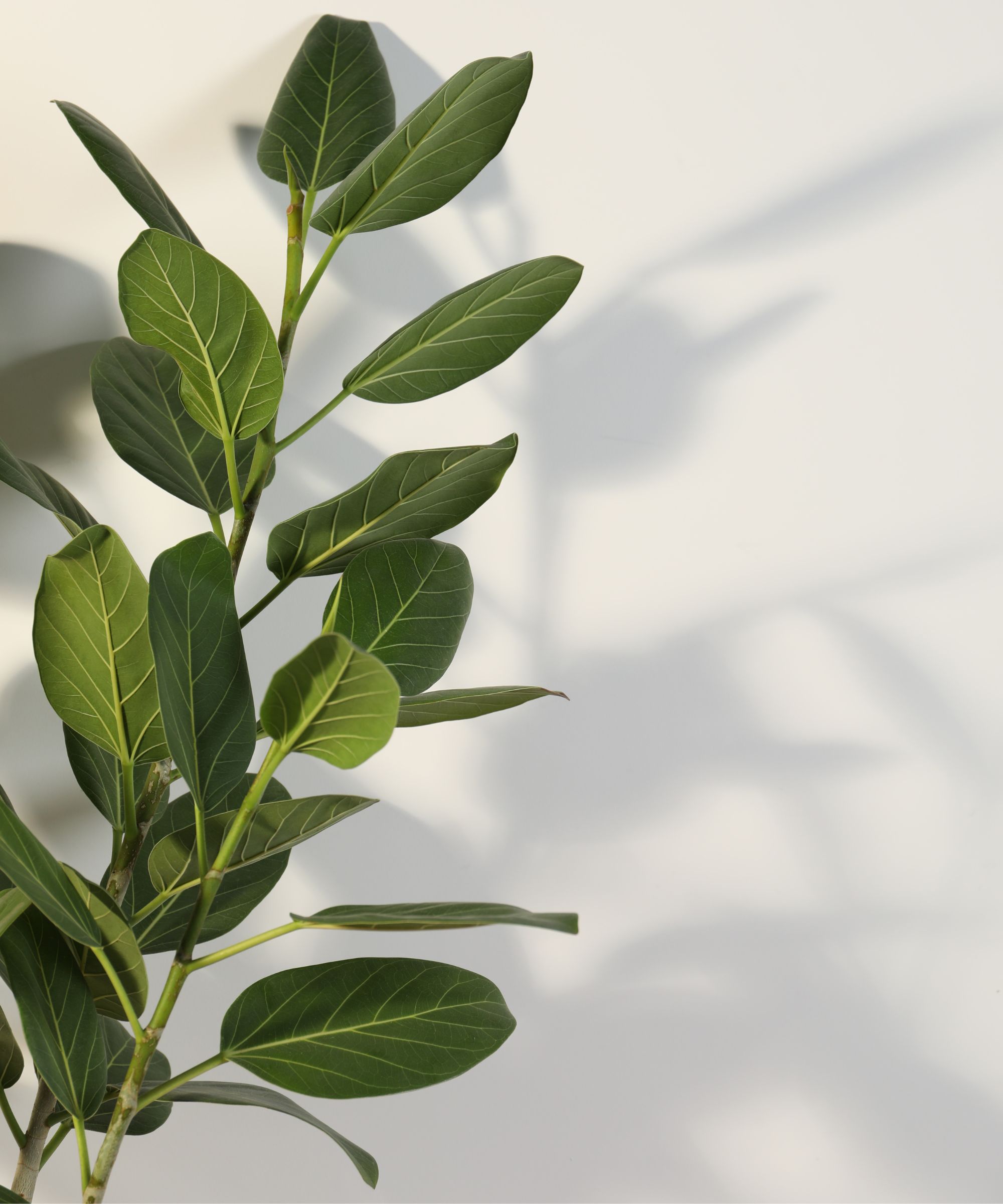 Ficus Audrey leaves against a white wall