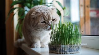 Scottish Fold sniffing catnip plant