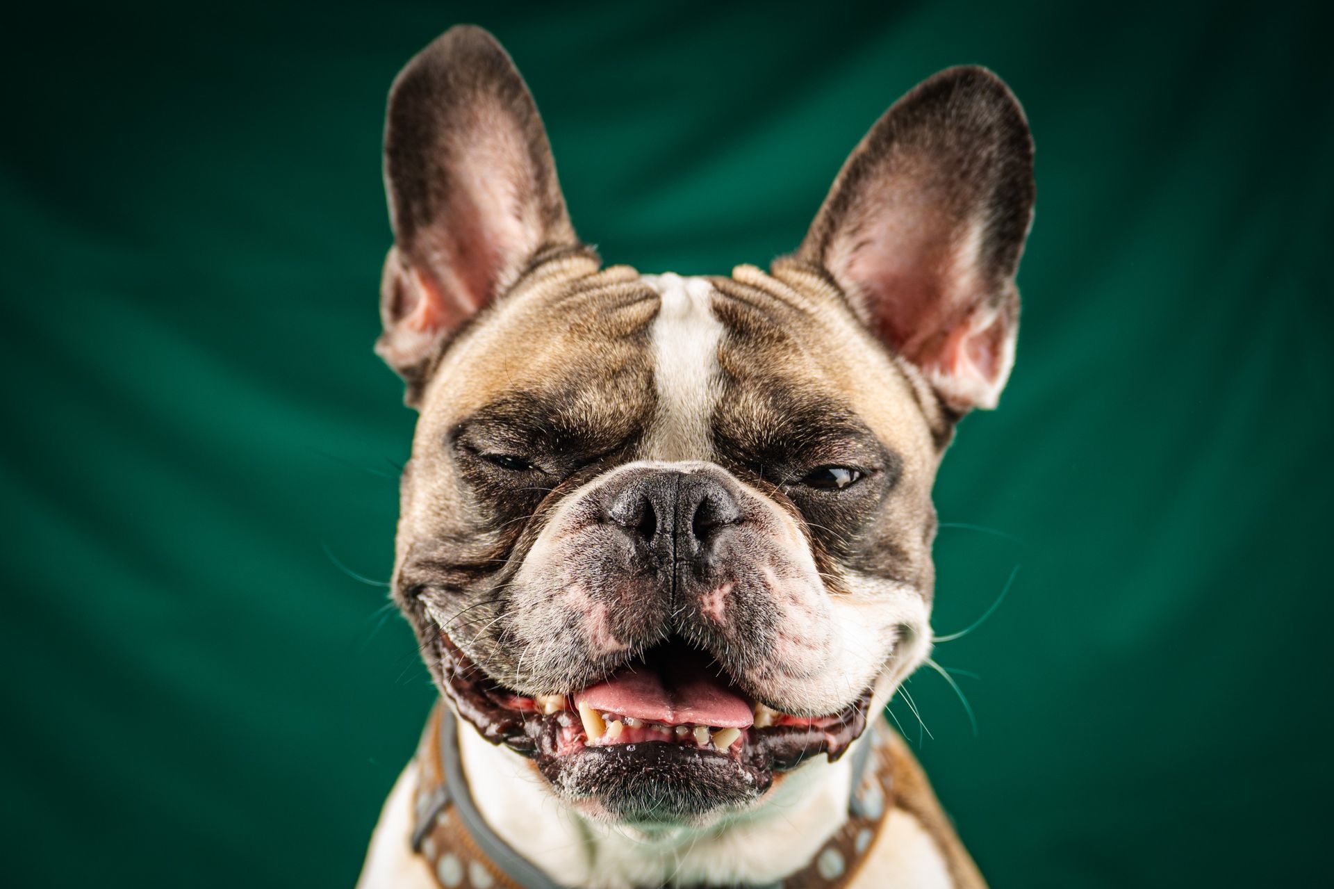 French bulldog