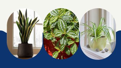 composte of three different houseplants to show the best houseplants for a kitchen