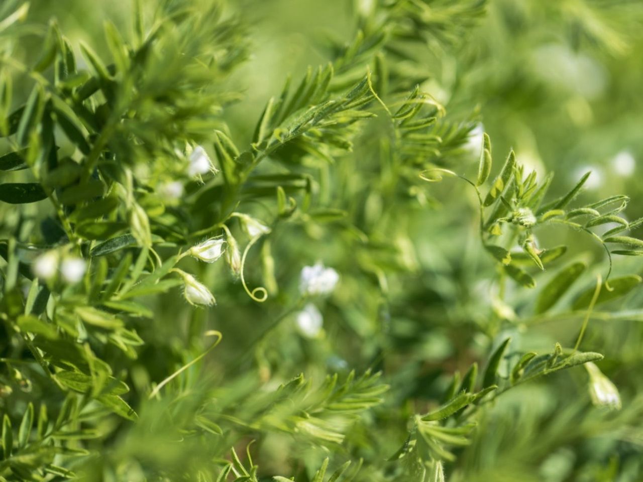 Lentil Plant