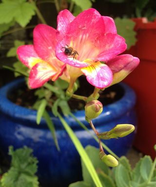 Potted flower with bee