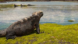 A marine iguana looks at the water in the Galapagos Islands