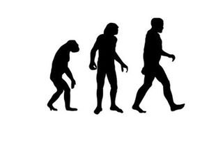 evolution, humans, primates, apes, why, how