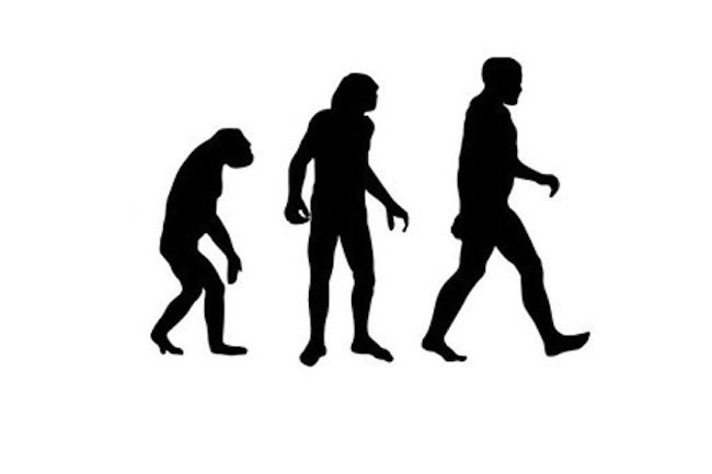 evolution, humans, primates, apes, why, how