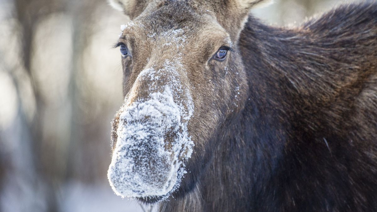 Cow moose with snow on her nose