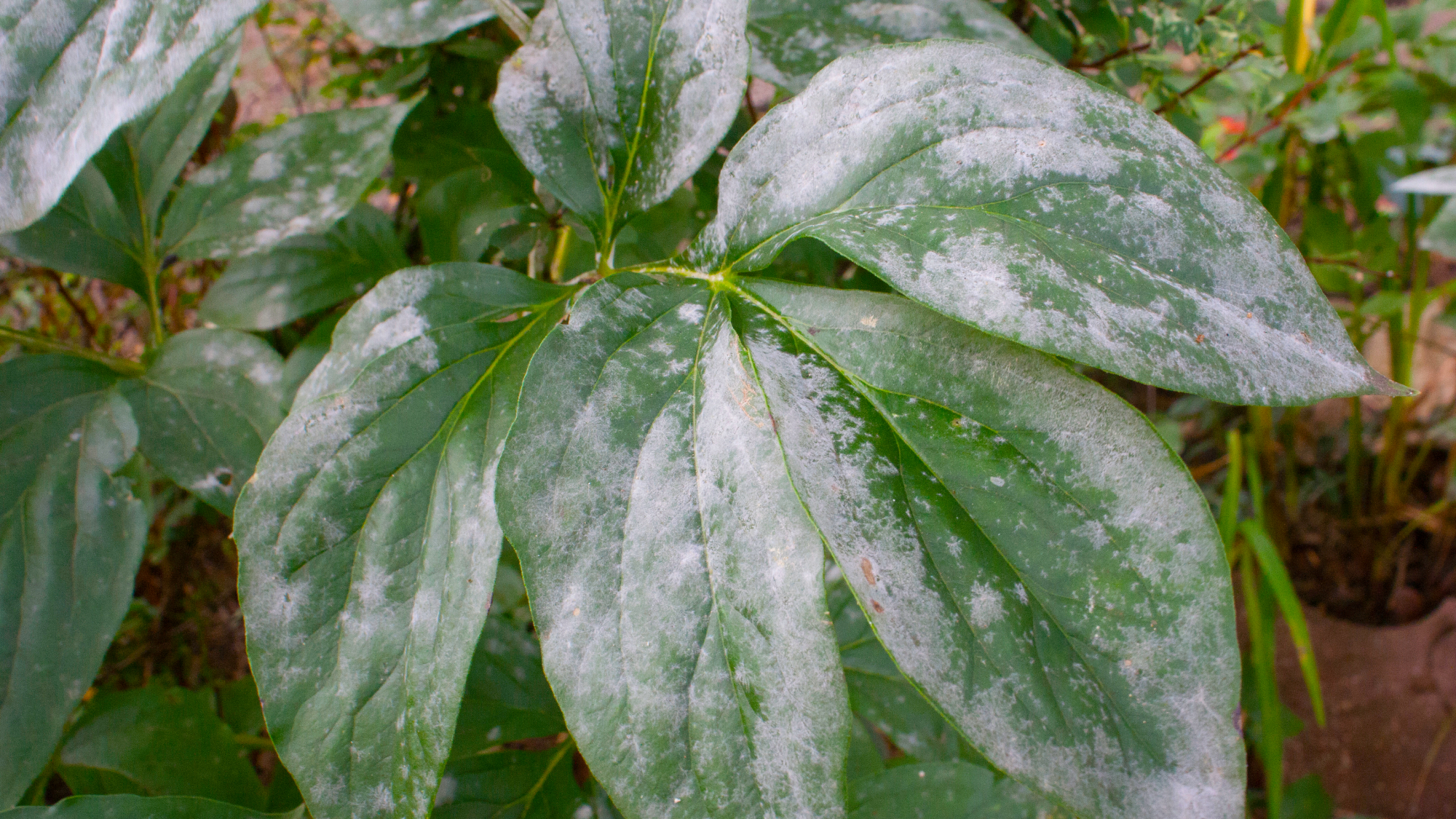 peony leaves with powdery mildew