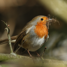 Robin holding nesting materials in its beak