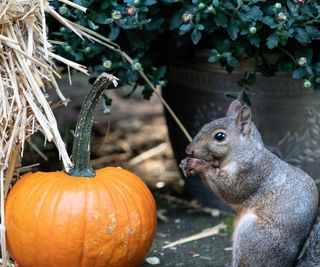 Squirrel next to pumpkin