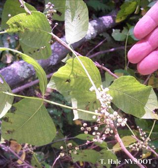 Poison ivy berries are a pale green when first formed, lightening to white as they mature.