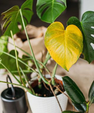 yellow leaf on monstera